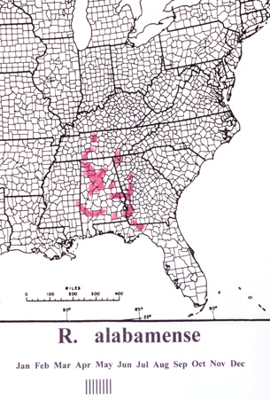 alabamense (1)