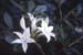 arborescens (2)