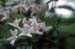 arborescens (3)