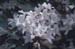 arborescens (4)
