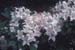 arborescens (5)