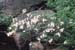 arborescens (6)