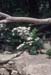 arborescens (8)