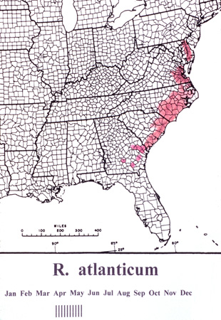 atlanticum (1)
