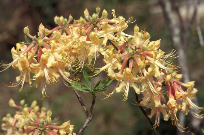 austrinum (3)