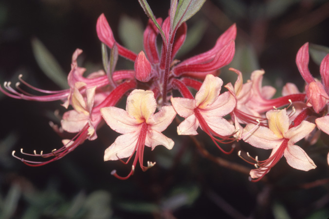 austrinum (4)