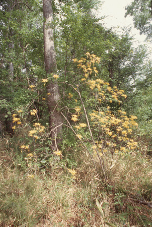 austrinum (6)