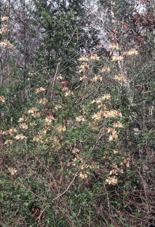 austrinum (7)
