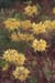austrinum (2)