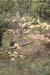 austrinum (5)
