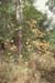 austrinum (6)