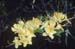 calendulaceum (3)