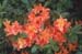 calendulaceum (4)