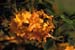 calendulaceum (5)
