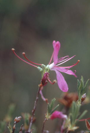 canadense (4)