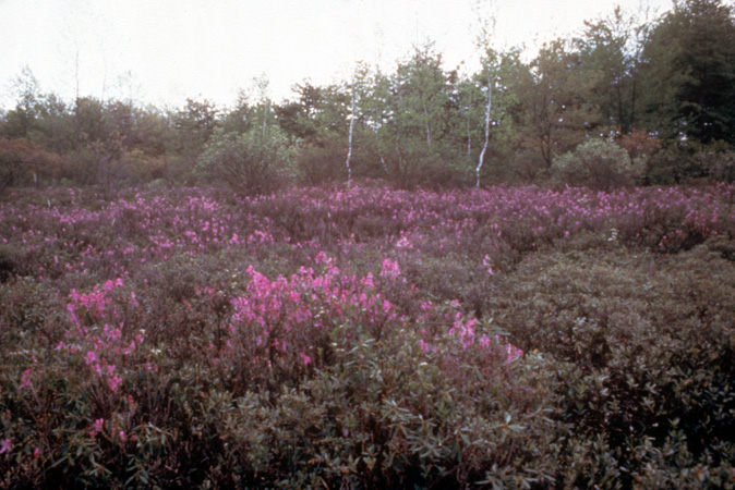 canadense (5)