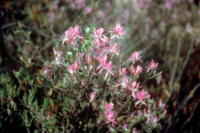 canadense (6)