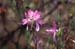 canadense (3)