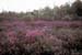 canadense (5)