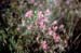 canadense (6)
