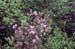 canadense (7)