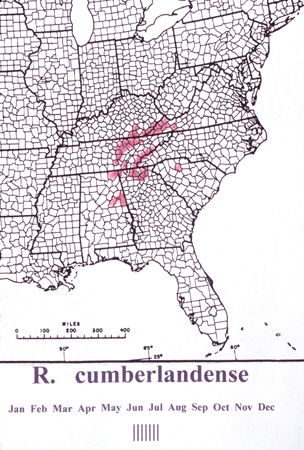 cumberlandense (1)