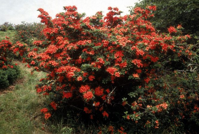 cumberlandense (5)