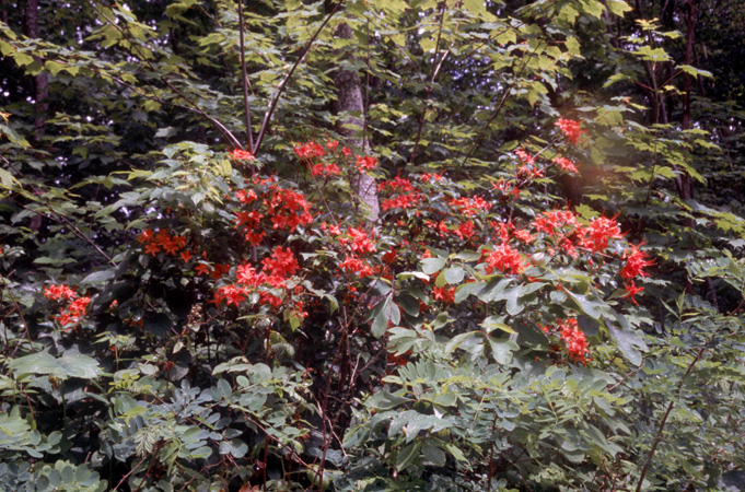 cumberlandense (7)