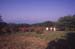 cumberlandense (9)
