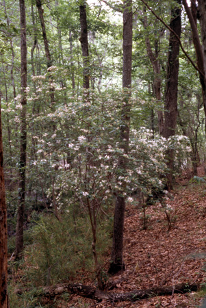 eastmanii (5)