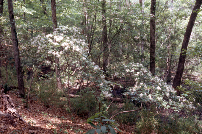 eastmanii (6)