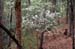 eastmanii (7)