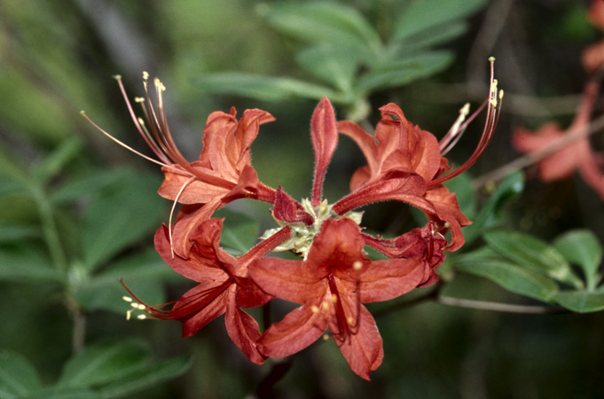 flammeum (3)