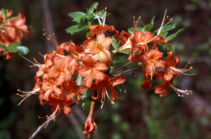 flammeum (4)