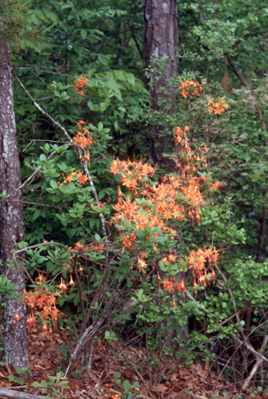 flammeum (5)