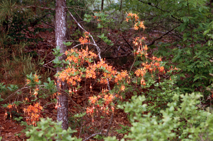 flammeum (6)