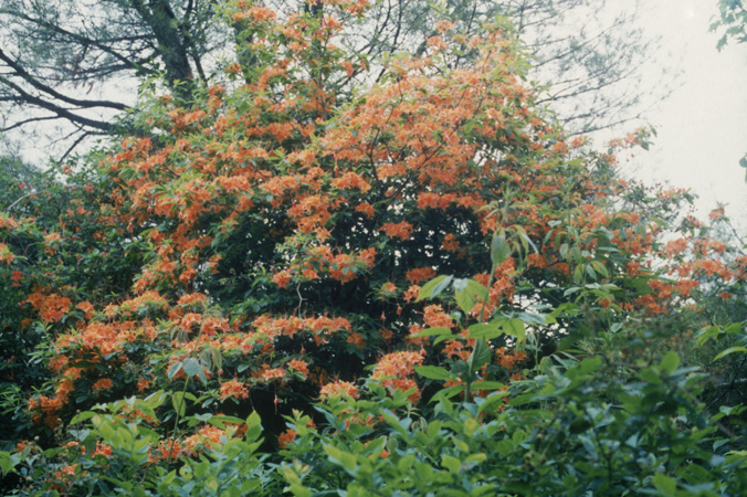 Gregory Bald 1999 (1)