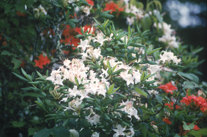 Gregory Bald 1999 (3)