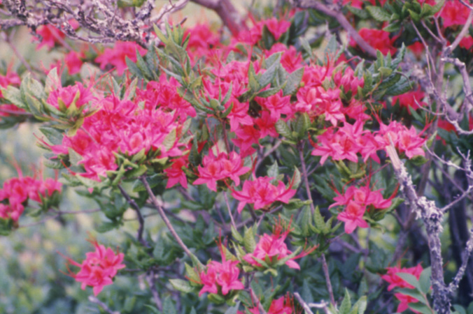 Gregory Bald 1999 (5)