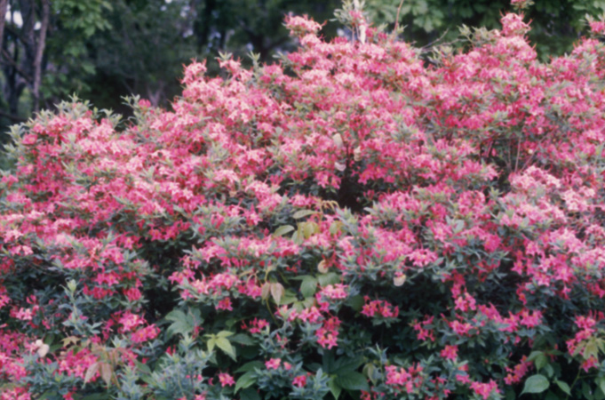 Gregory Bald 1999 (7)