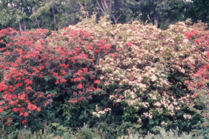Gregory Bald 1999 (8)