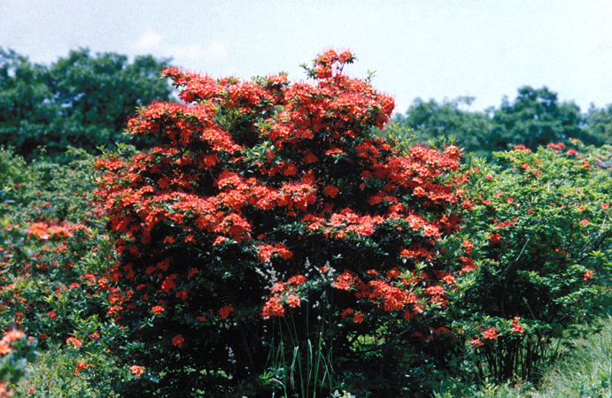 Gregory Bald 2001 (11)