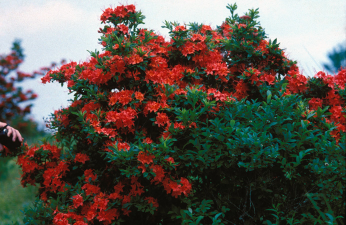 Gregory Bald 2001 (9)