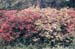 Gregory Bald 1999 (8)