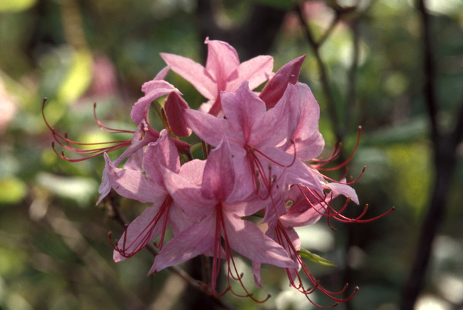 prinophyllum (2)