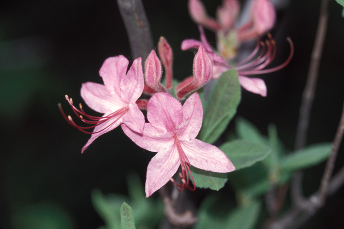 prinophyllum (3)