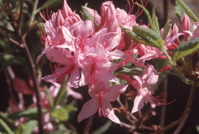prinophyllum (4)
