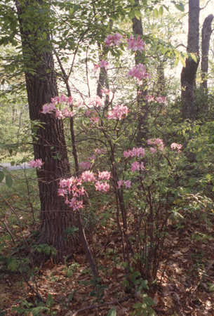 prinophyllum (6)