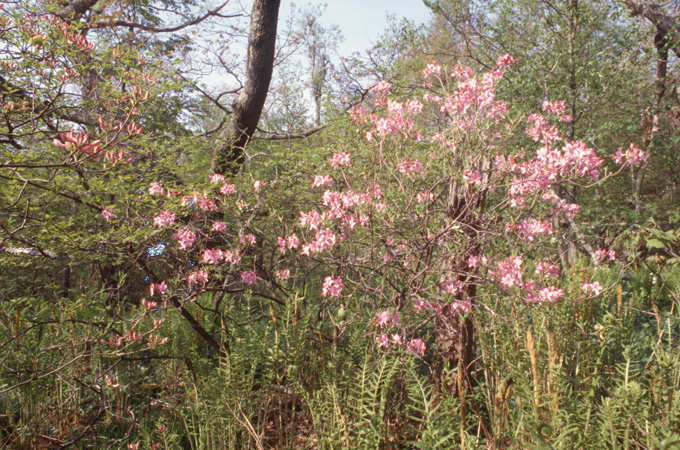 prinophyllum (7)