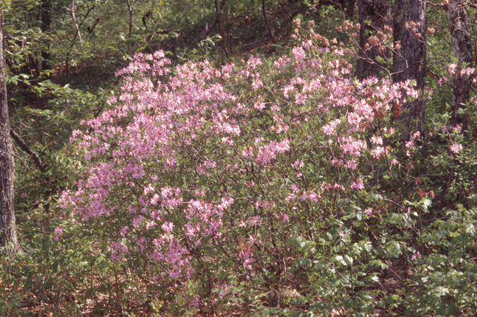 prinophyllum (8)